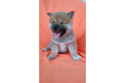 成約済の鹿児島県の柴犬-31395の5枚目