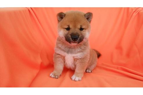 成約済の鹿児島県の柴犬-31395の4枚目
