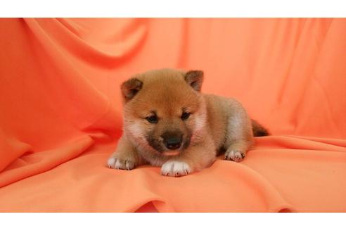 成約済の鹿児島県の柴犬-31395の3枚目