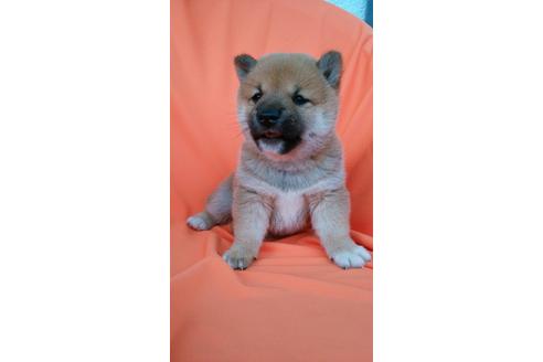 成約済の鹿児島県の柴犬-31395の2枚目
