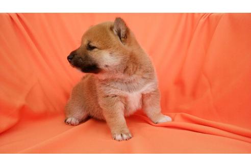 成約済の鹿児島県の柴犬-31395の1枚目