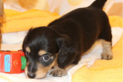 成約済の愛知県のカニンヘンダックスフンド(ロングヘアード)-30413の5枚目