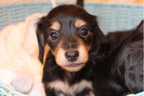 成約済の愛知県のカニンヘンダックスフンド(ロングヘアード)-30413の3枚目