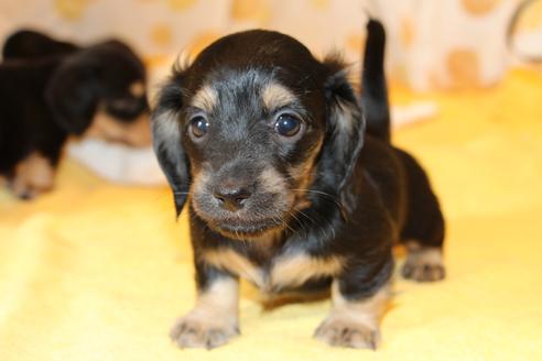 成約済の愛知県のカニンヘンダックスフンド(ロングヘアード)-30412の5枚目