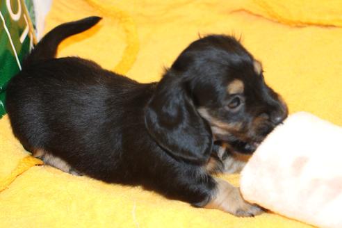 成約済の愛知県のカニンヘンダックスフンド(ロングヘアード)-30412の4枚目