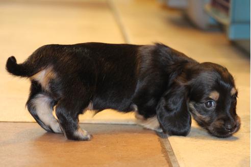 成約済の愛知県のカニンヘンダックスフンド(ロングヘアード)-30412の3枚目