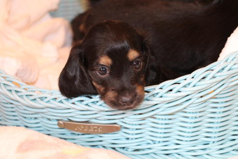 成約済の愛知県のカニンヘンダックスフンド(ロングヘアード)-30412の2枚目