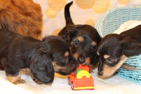 成約済の愛知県のカニンヘンダックスフンド(ロングヘアード)-30412の1枚目