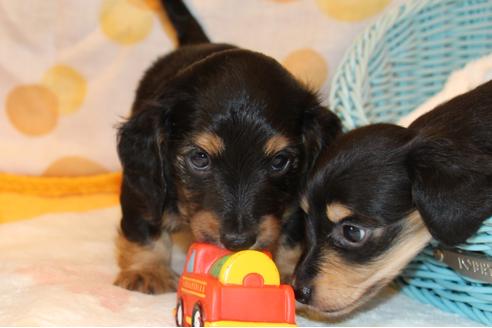 成約済の愛知県のカニンヘンダックスフンド(ロングヘアード)-30411の5枚目