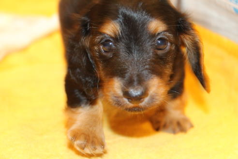 成約済の愛知県のカニンヘンダックスフンド(ロングヘアード)-30411の4枚目