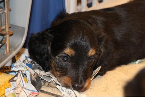 成約済の愛知県のカニンヘンダックスフンド(ロングヘアード)-30411の3枚目