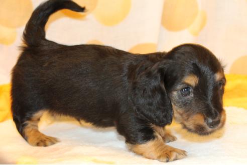 成約済の愛知県のカニンヘンダックスフンド(ロングヘアード)-30411の2枚目