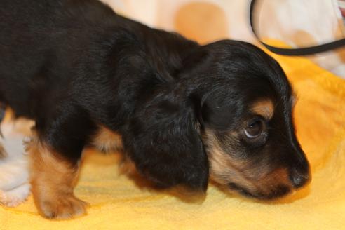 成約済の愛知県のカニンヘンダックスフンド(ロングヘアード)-30411の1枚目