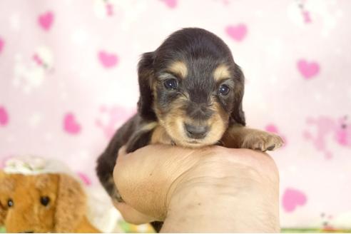 成約済の兵庫県のミニチュアダックスフンド-31416の1枚目