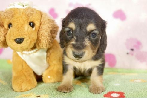 成約済の兵庫県のミニチュアダックスフンド-31416の2枚目