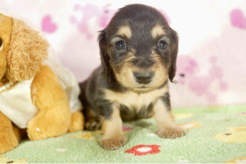 成約済の兵庫県のミニチュアダックスフンド-31416の3枚目