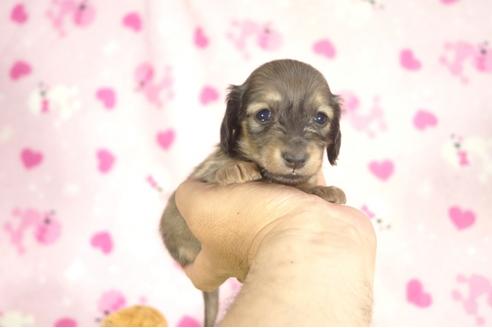 成約済の兵庫県のミニチュアダックスフンド-31417の1枚目