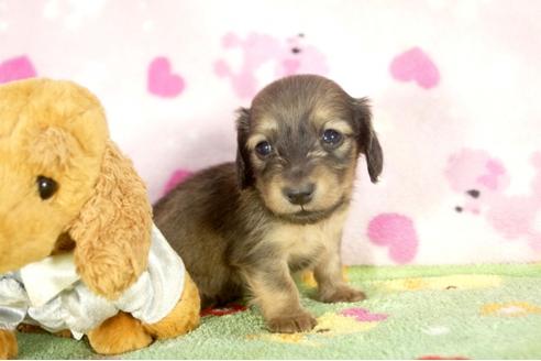 成約済の兵庫県のミニチュアダックスフンド-31417の2枚目