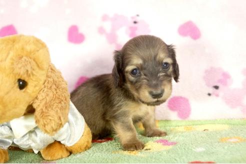 成約済の兵庫県のミニチュアダックスフンド-31417の3枚目