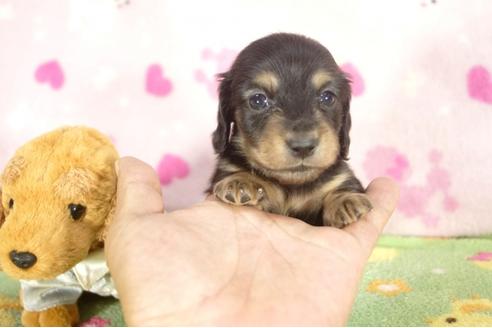 成約済の兵庫県のミニチュアダックスフンド-31418の1枚目