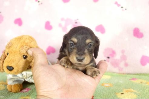 成約済の兵庫県のミニチュアダックスフンド-31418の2枚目