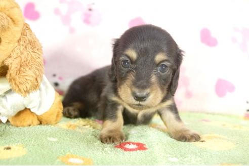 成約済の兵庫県のミニチュアダックスフンド-31418の3枚目