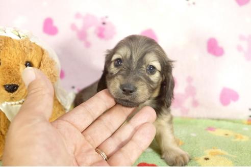 成約済の兵庫県のミニチュアダックスフンド-31419の1枚目