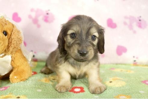 成約済の兵庫県のミニチュアダックスフンド-31419の2枚目