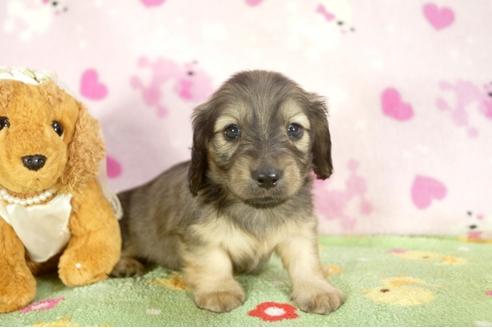 成約済の兵庫県のミニチュアダックスフンド-31419の3枚目