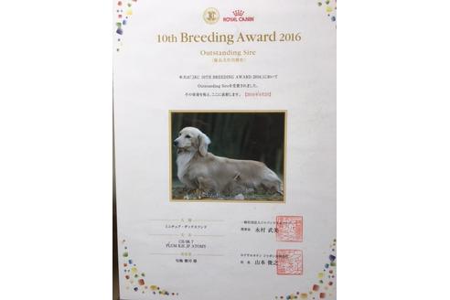 成約済の兵庫県のミニチュアダックスフンド-31419の4枚目