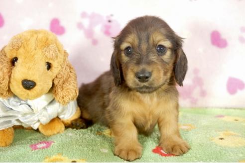 成約済の兵庫県のミニチュアダックスフンド-31420の3枚目