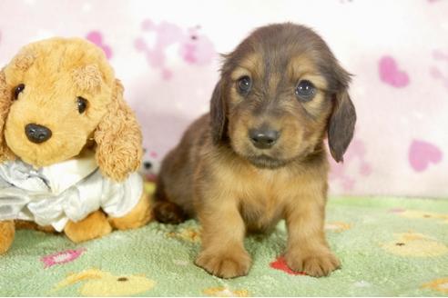 成約済の兵庫県のミニチュアダックスフンド-31420の4枚目