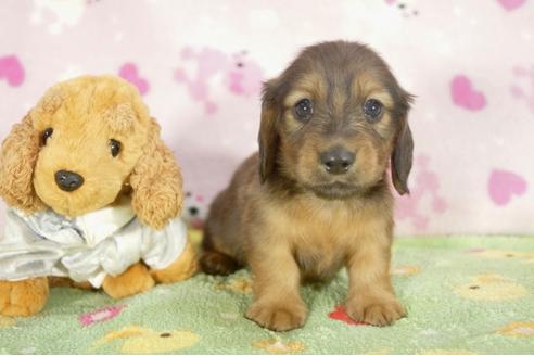 成約済の兵庫県のミニチュアダックスフンド-31420の1枚目