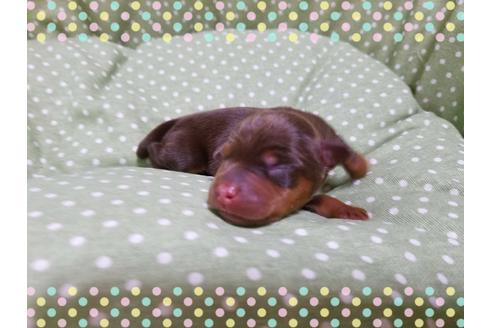 成約済の長崎県のミニチュアピンシャー(ミニピン)-31442の3枚目