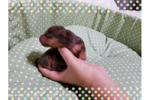 成約済の長崎県のミニチュアピンシャー(ミニピン)-31442の2枚目