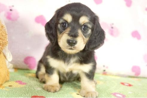 成約済の兵庫県のミニチュアダックスフンド-31011の1枚目