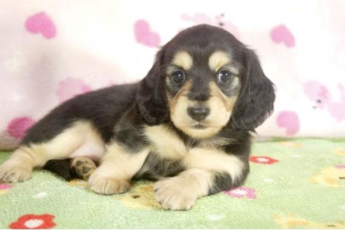 成約済の兵庫県のミニチュアダックスフンド-31011の2枚目