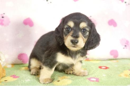 成約済の兵庫県のミニチュアダックスフンド-31011の3枚目