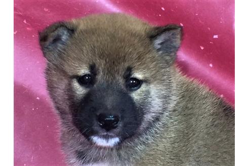 成約済の愛知県の柴犬-30760の1枚目