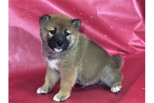 成約済の愛知県の柴犬-30760の2枚目