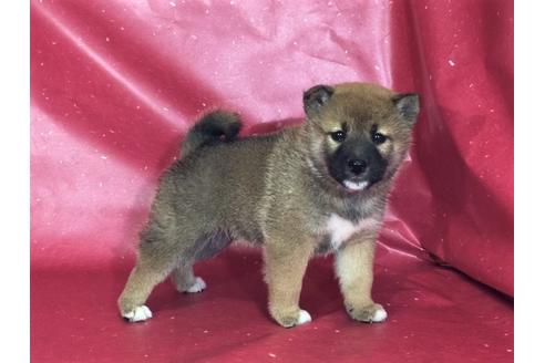 成約済の愛知県の柴犬-30760の3枚目