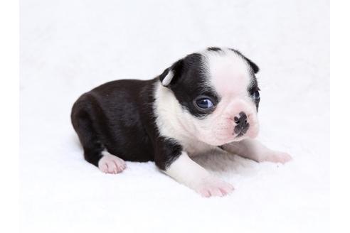 成約済の栃木県のボストンテリア-31454の3枚目