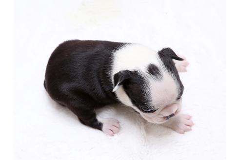 成約済の栃木県のボストンテリア-31454の4枚目