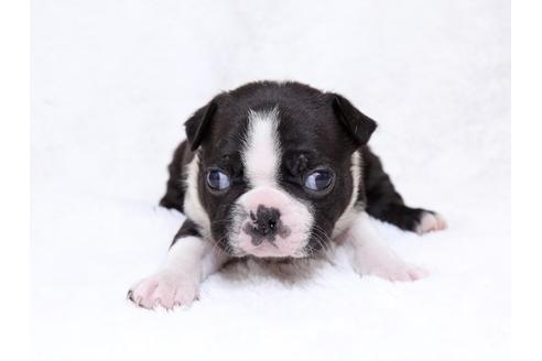 成約済の栃木県のボストンテリア-31455の1枚目