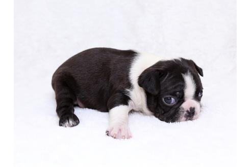 成約済の栃木県のボストンテリア-31455の2枚目