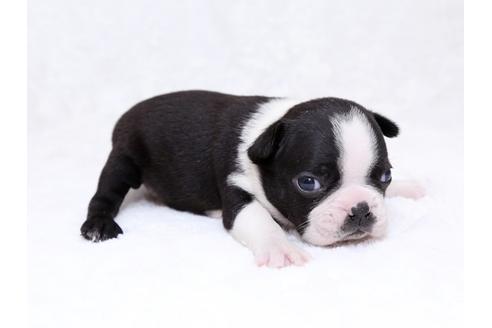 成約済の栃木県のボストンテリア-31456の2枚目