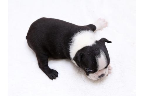 成約済の栃木県のボストンテリア-31456の3枚目