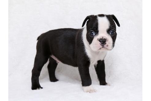 成約済の栃木県のボストンテリア-31457の2枚目