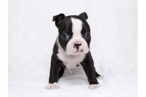 成約済の栃木県のボストンテリア-31458の1枚目