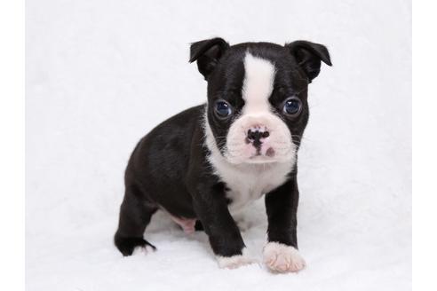 成約済の栃木県のボストンテリア-31458の2枚目